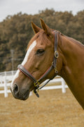 Henri de Rivel Cahill Padded Halter